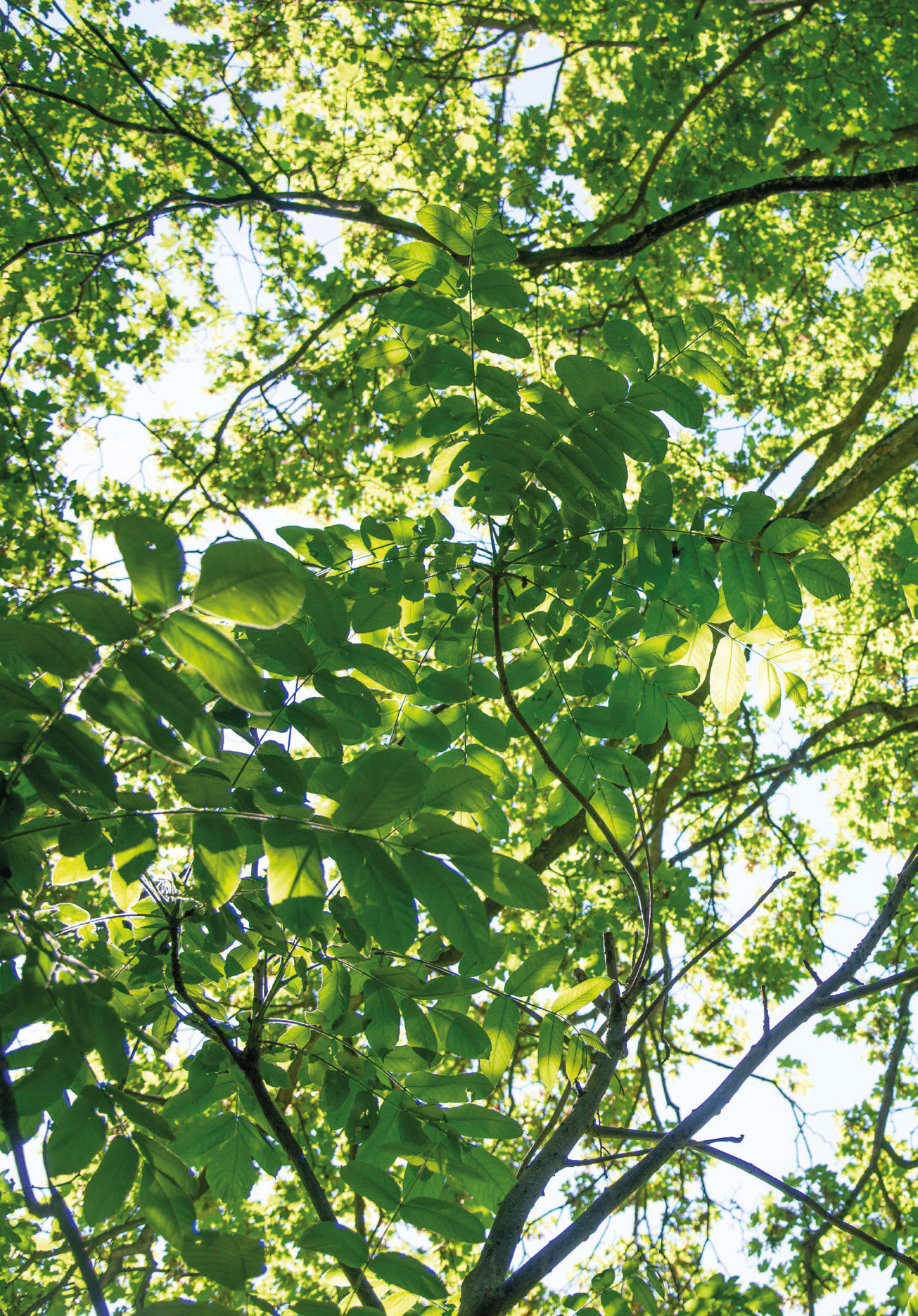 Large-leaved walnuts provide good shade in summer.