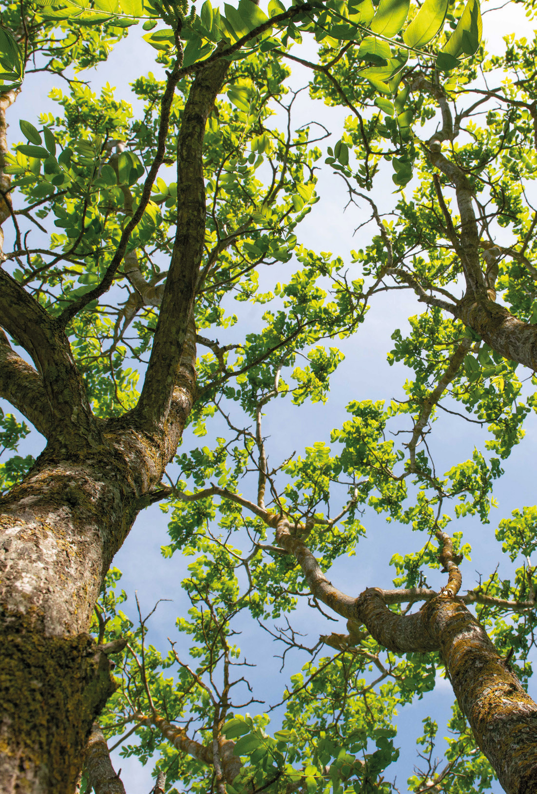 In winter, the branches of large-leaved walnuts are sparse, which means that they do not create a long cold shadow.