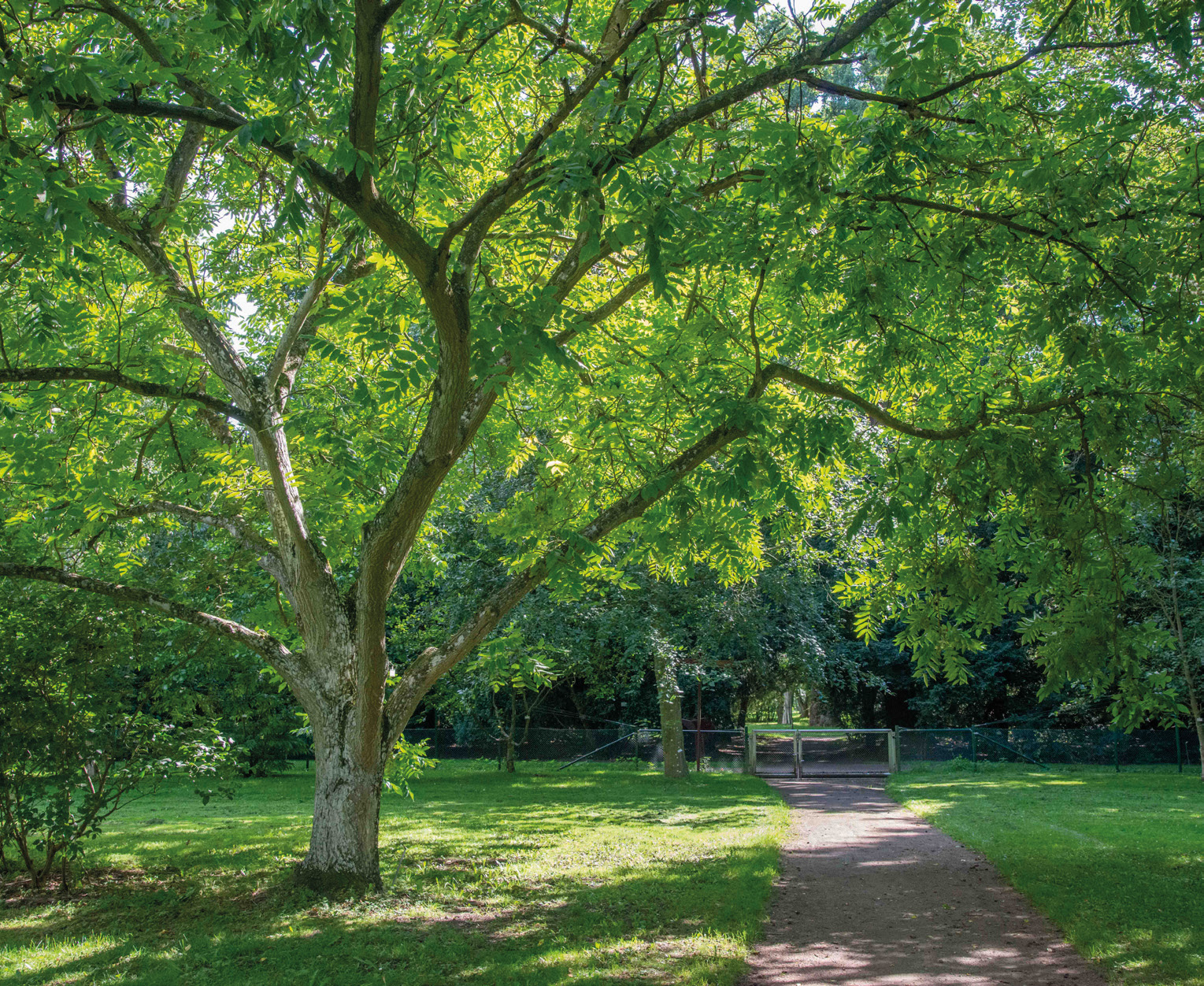 The Japanese walnut develops into a broad tree with a sparse and coarse trunk structure and only a few stems supporting the broad crown.