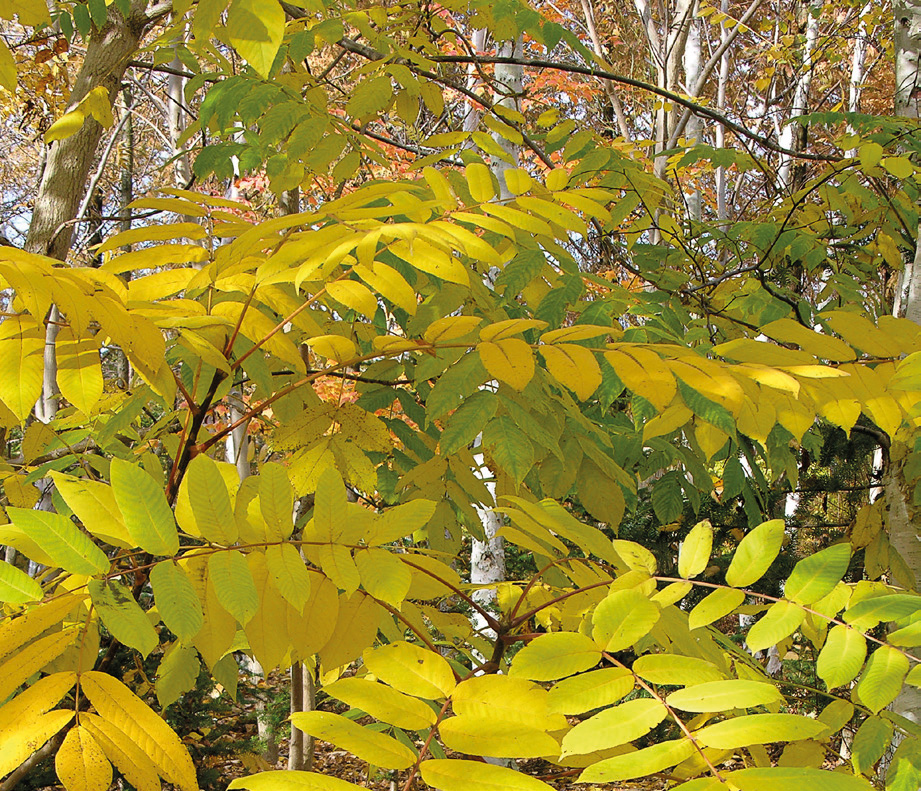 Japanese walnut in autumn colour.