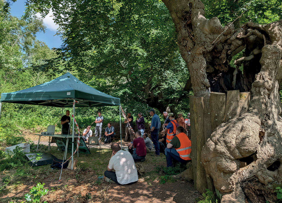 An ancient hollow pollard protected from curious human visitors by beech timber sourced on site.