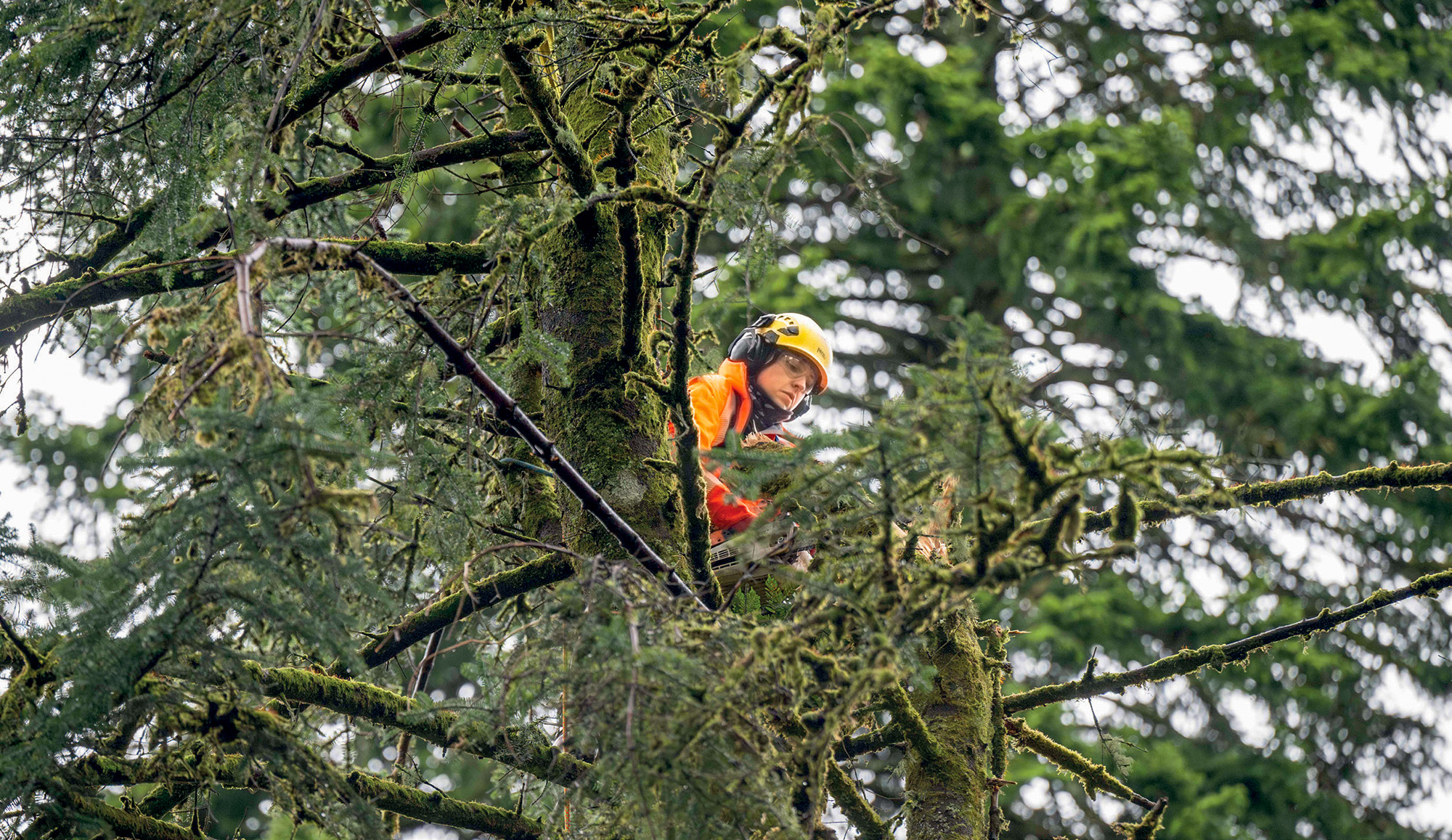 Roween Suess carrying out works to remove a hanging top at Benmore Botanic Garden. (© RBGE. Photographer: Neil Hanna)