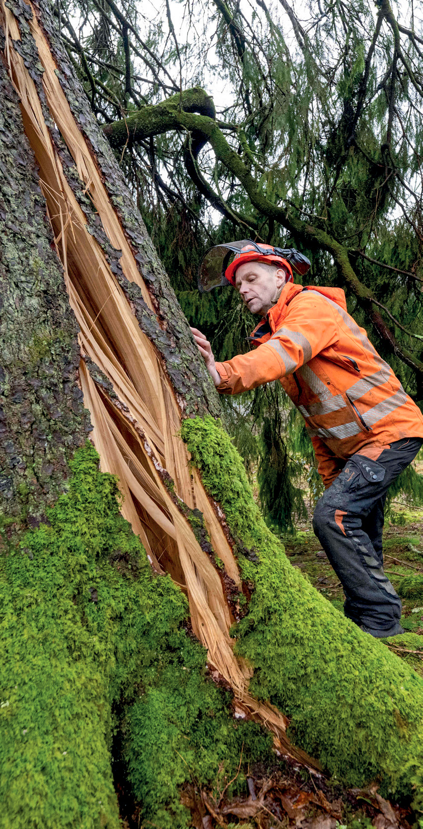 Benmore Botanic Garden Senior Horticulturalist  David Gray inspects a tree damaged by the storm.  (© RBGE. Photographer: Neil Hanna)