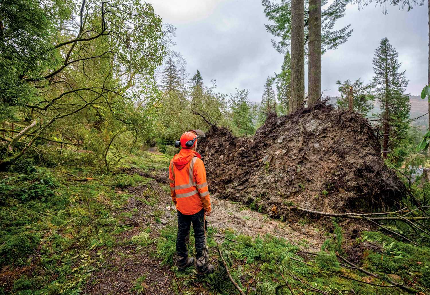 Large trees that were completely uprooted on slopes were left with the root plates having gone past vertical. (© RBGE. Photographer: Neil Hanna)