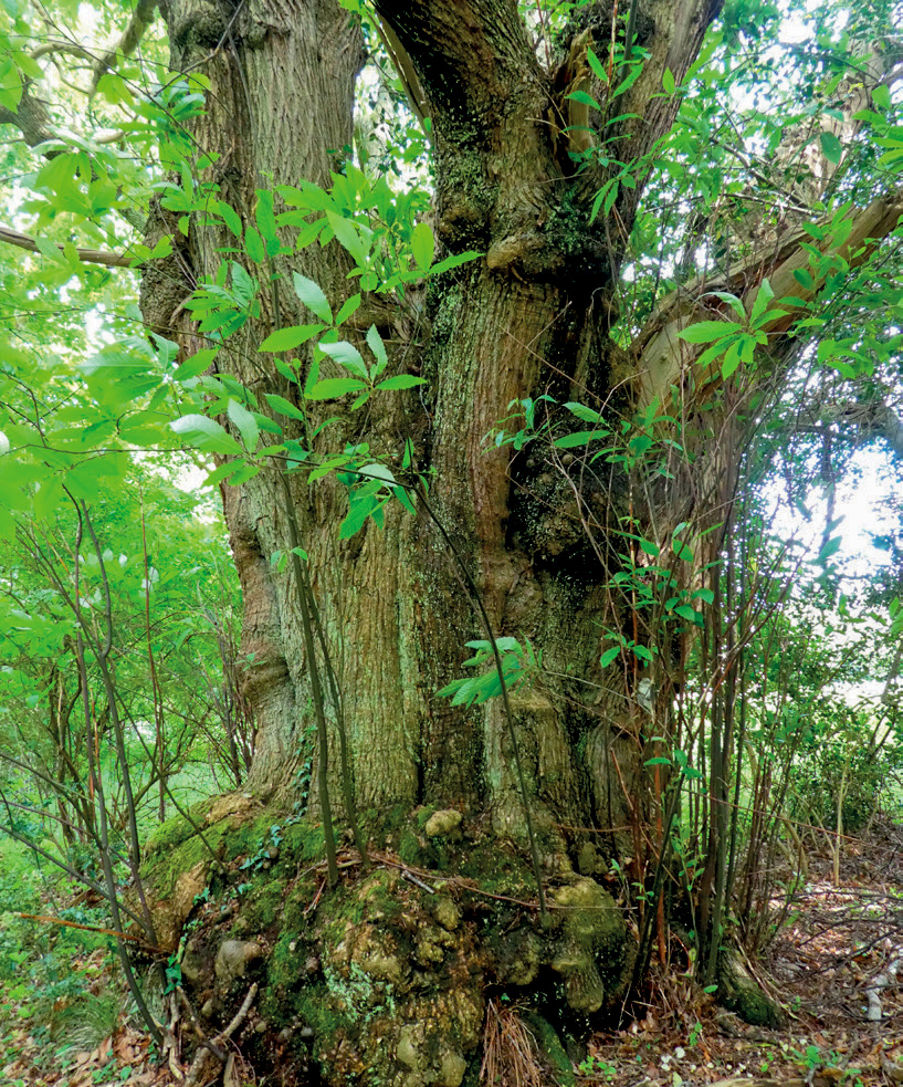 Veteran sweet chestnut: a haven for biodiversity.  (© Chris Knapman)