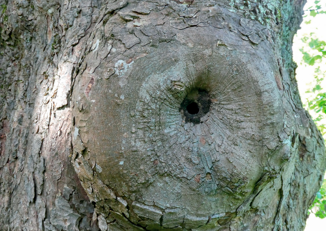 Entrance to a nuthatch nest, the cavity made smaller with mud to restrict access.  (© Chris Knapman)