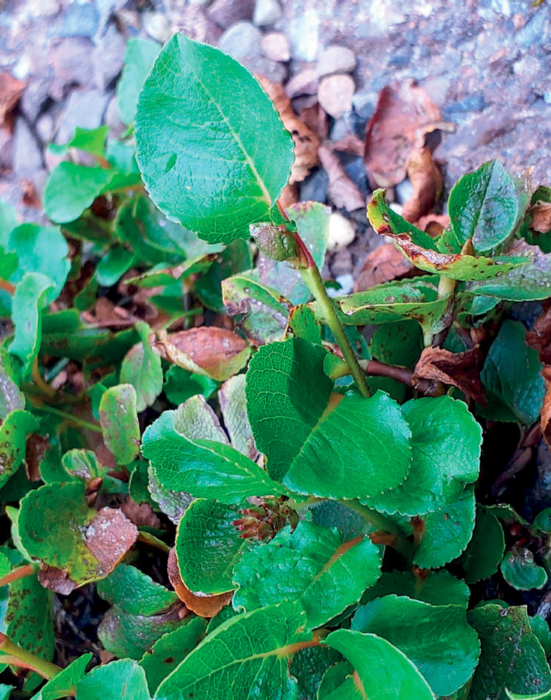 Figure 3: The delicate round leaves of the dwarf willow (Salix herbacea). (Reproduced with the kind permission of the Board of Trustees, Royal Botanic Gardens Edinburgh © RBGE)