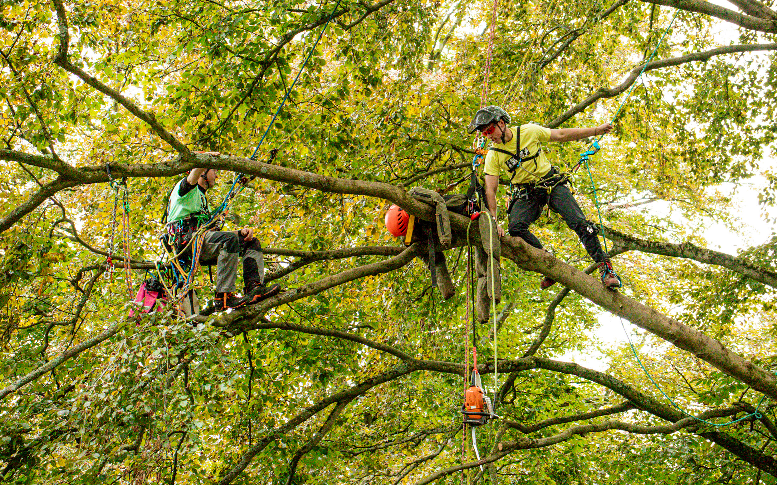 Celebrating 30 years of tree climbing competitions