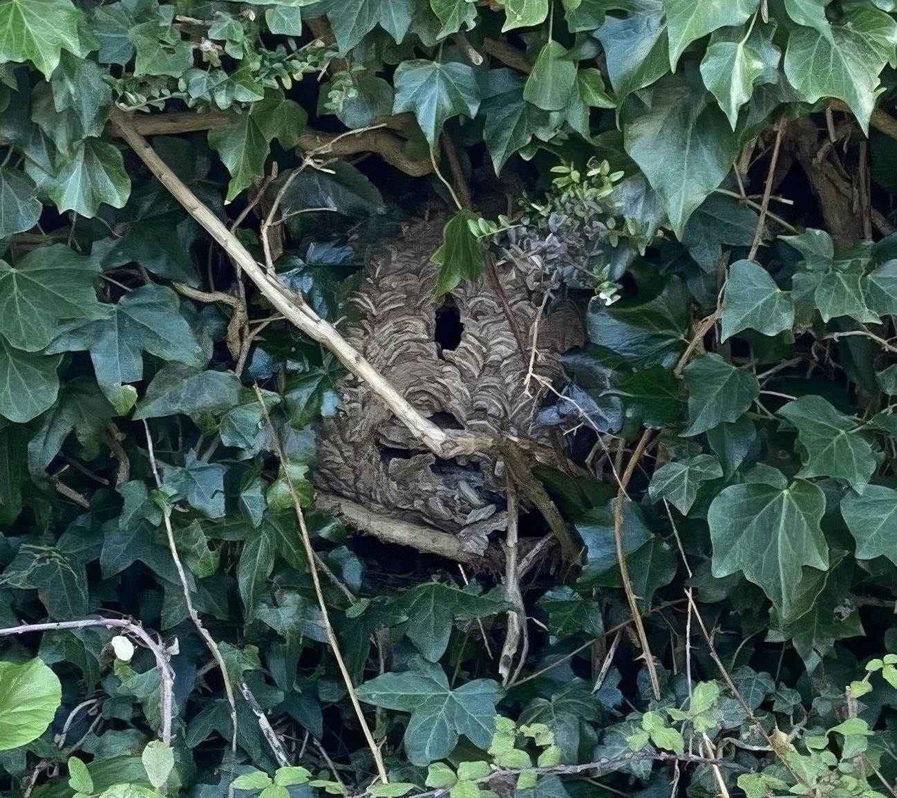 Yellow-legged hornet nests. (© Crown copyright)
