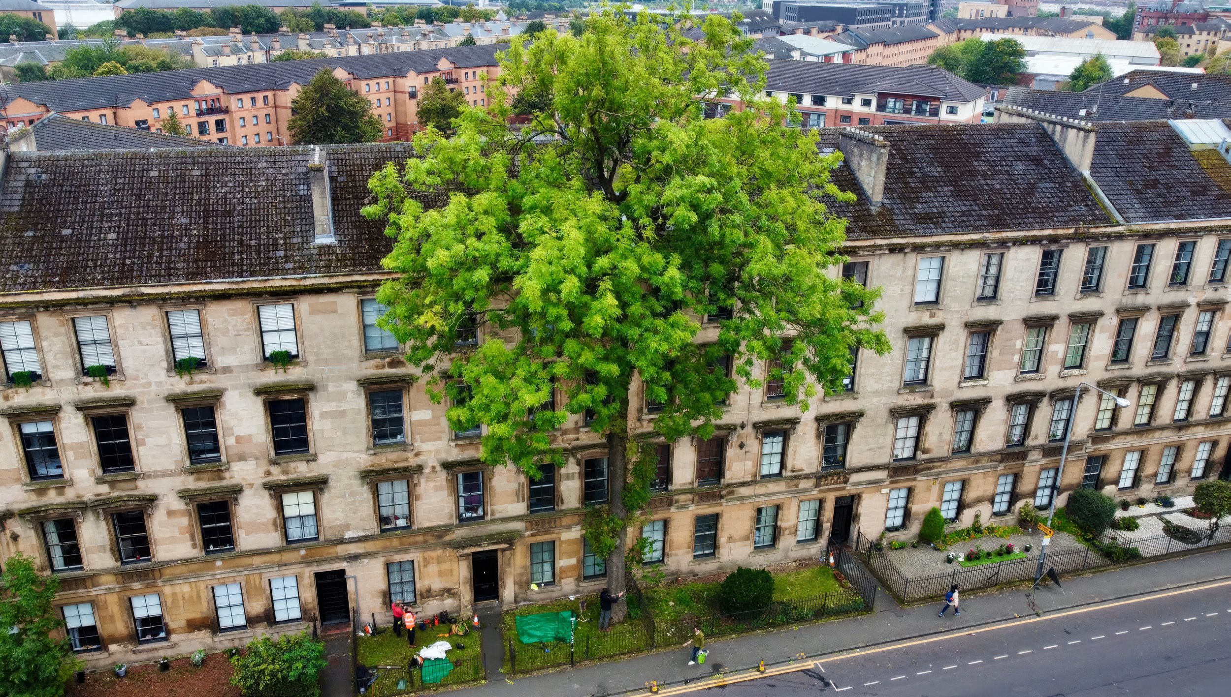 The 170-year-old ash. (Douglas Crawford/Tree Wise Urban Forestry)