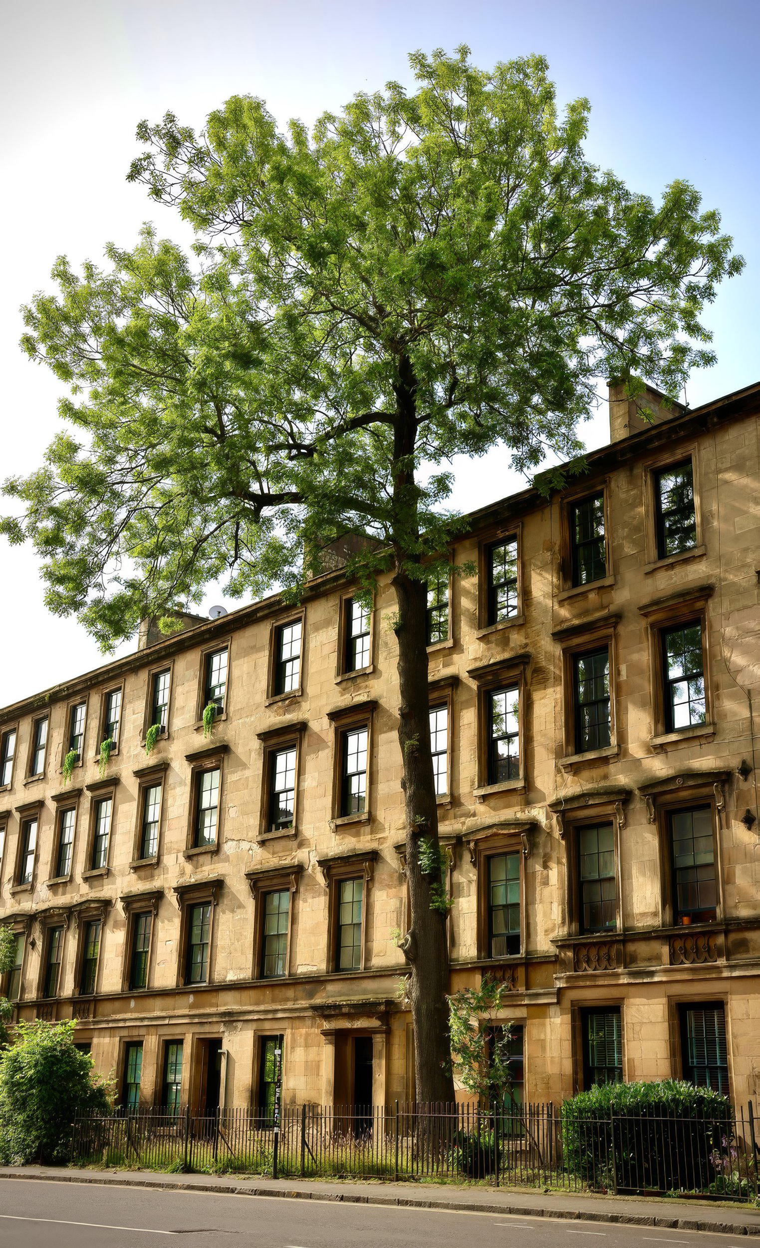 UK Tree of the Year 2025: the Argyle Street Ash, Glasgow. (David Treanor)