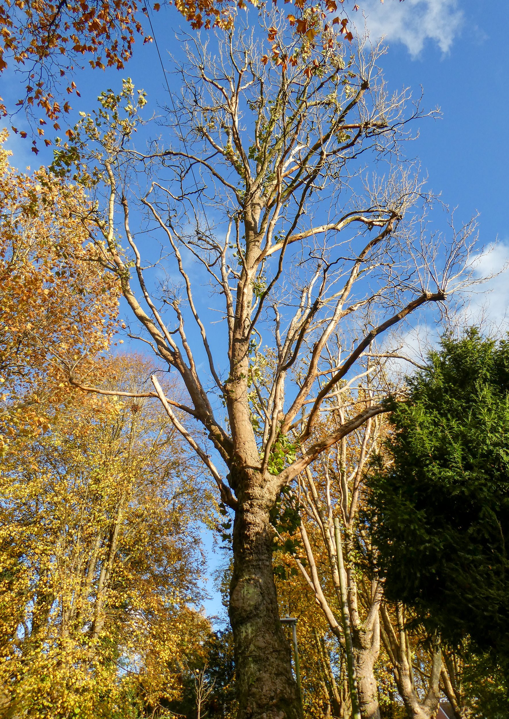 Plane tree with extensive massaria