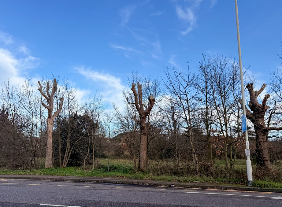 An East London location with plane trees ‘topped’ following crown death with massaria