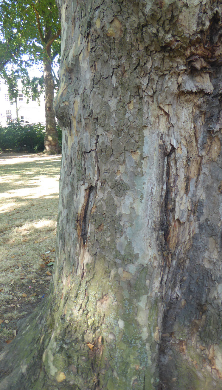 Neofusicoccum parvum lesions