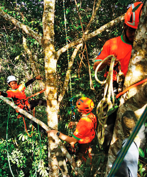 Into the canopy.