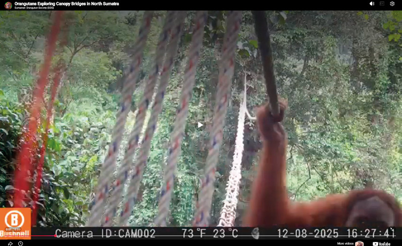 Screenshot from the first recording of an orangutan using a rope bridge.