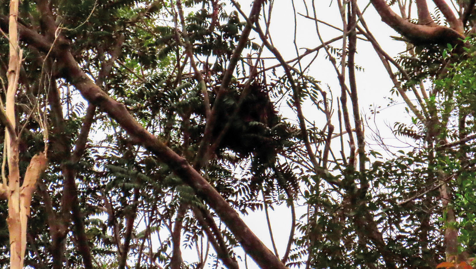 An orangutan nest – rangers can tell how recently a nest was built by how green it is.