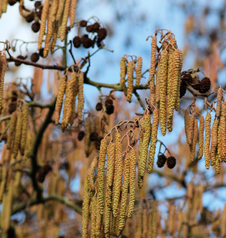Figure 4: Alder (Alnus sp.) in flower