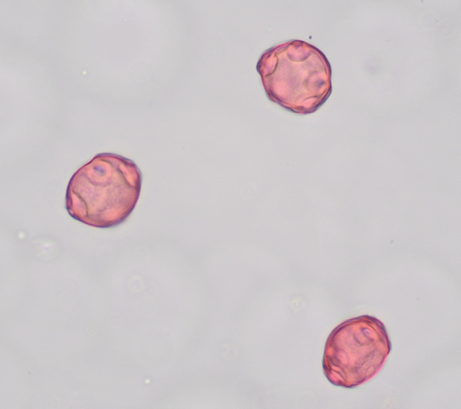 Figure 5: Alder pollen.
