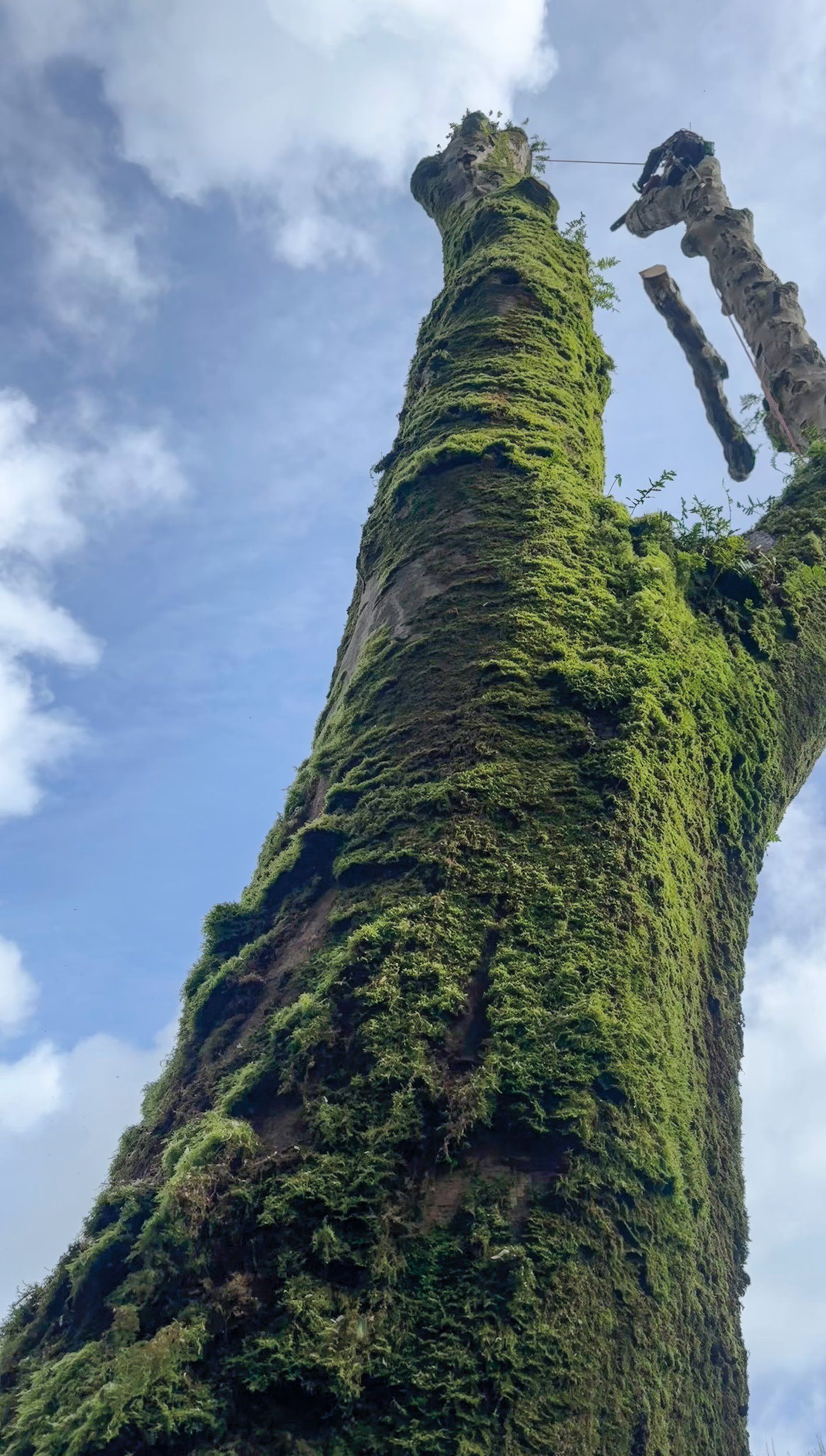 Just one of so many large trees devastated by the storms.