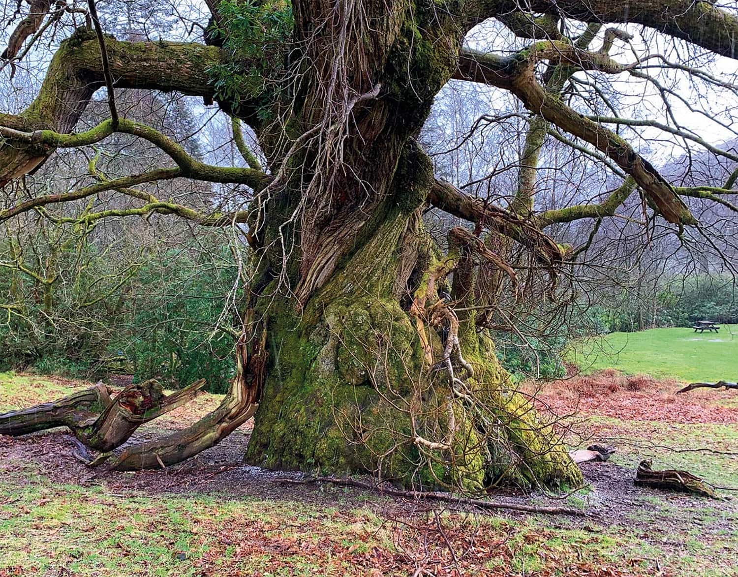 Ancient Sweet Chestnut