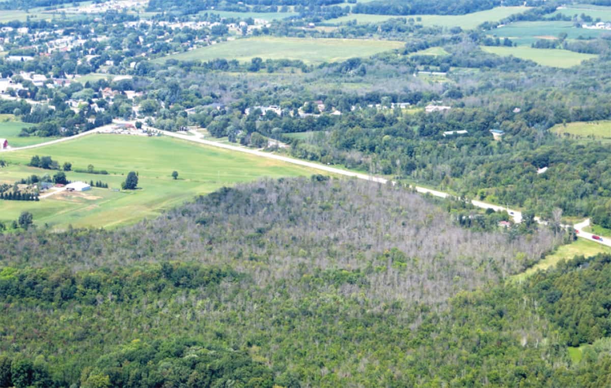 Figure 4: Ash mortality caused by emerald ash borer. Source:
  https://www.bigotree.com/emerald-ash-borer-attacks-staunton-region/