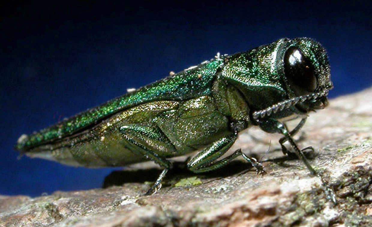 Figure 1: Adult emerald ash borer. Source: https://www.daera-ni.gov.uk/articles/emerald-ash-boreragrilus-planipennis.