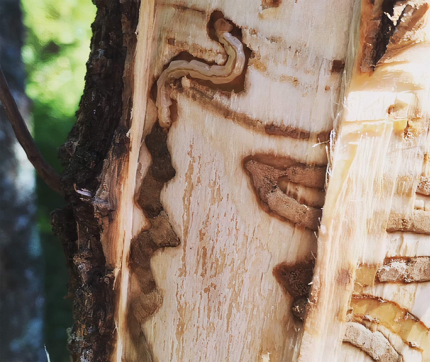 Figure 3: Emerald ash borer larvae feeding on Fraxinus spp. phloem tissue. Source: Author’s own.