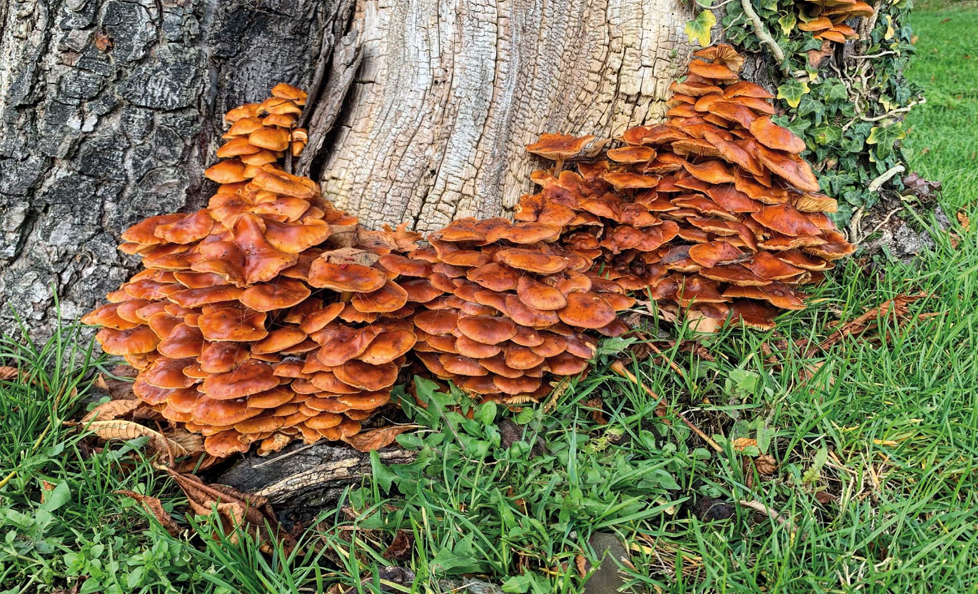 Flammulina velutipes on horse chestnut.