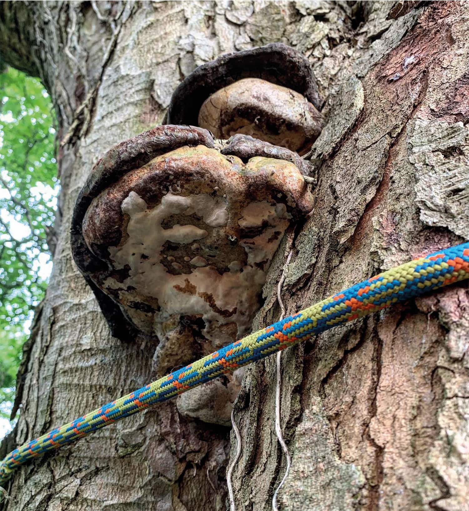 Ganoderma australe on sycamore.