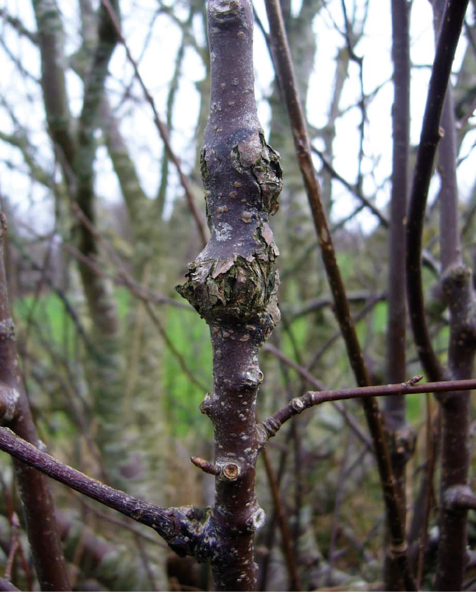 Bacterial canker of cherry ©Forest Research