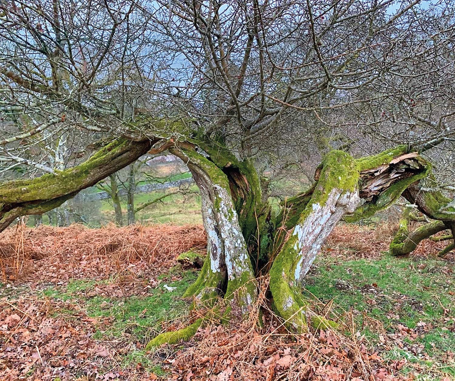 Resilient Cumbrian hawthorn.