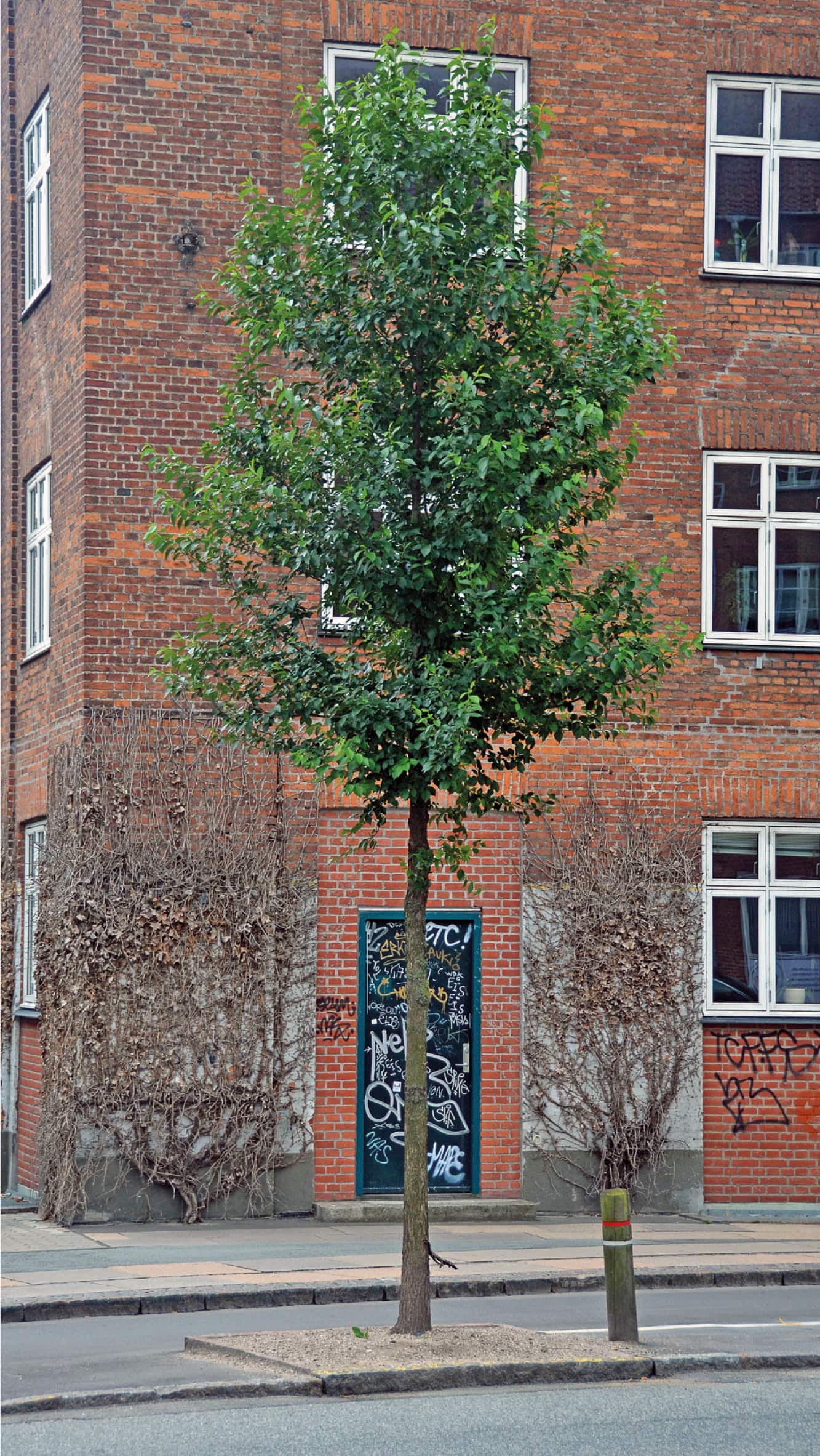 Ulmus ‘Rebona’.