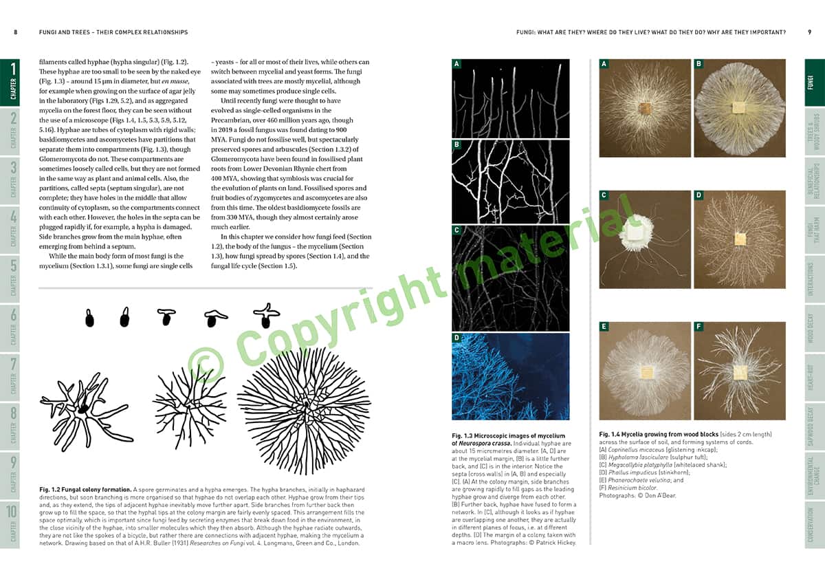 Sample Inside Spreads