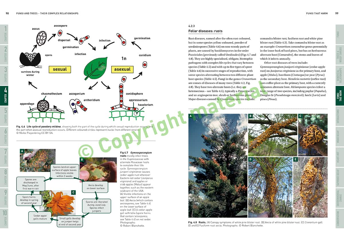 Sample Inside Spreads