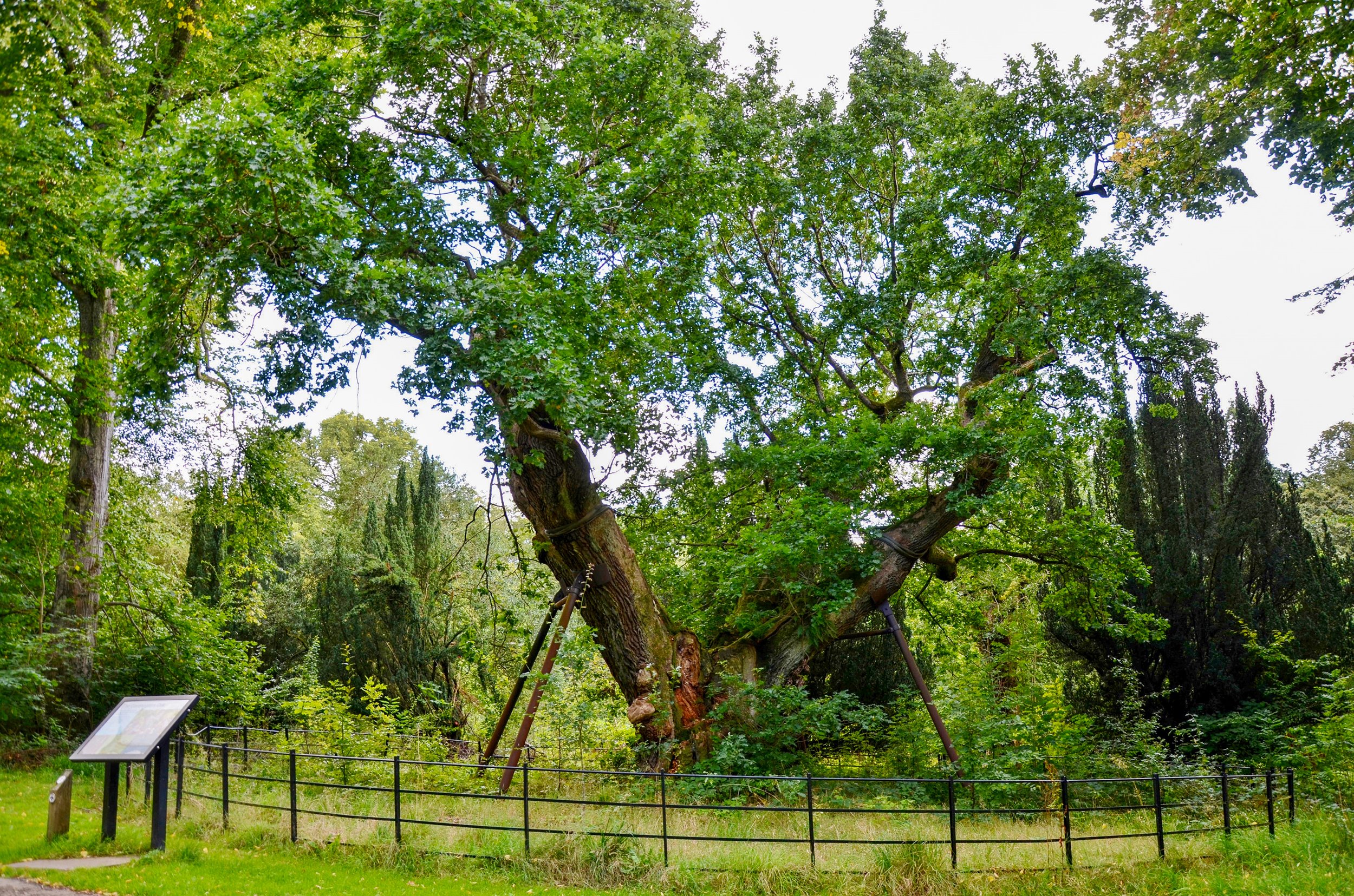 The Covenanters’ Oak, Dalzell Country Park. (Chris Knapman)