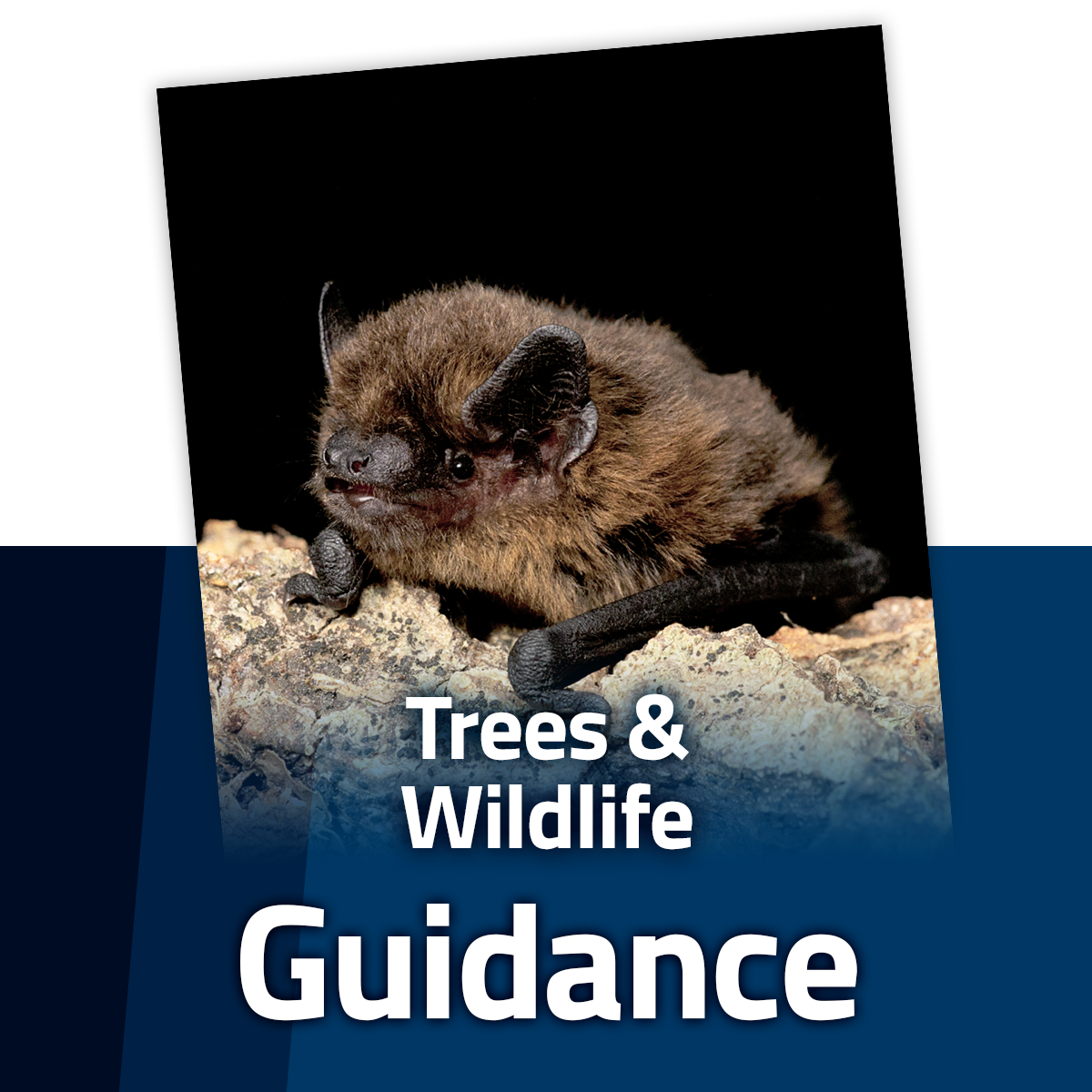 Guide to Trees and Wildlife