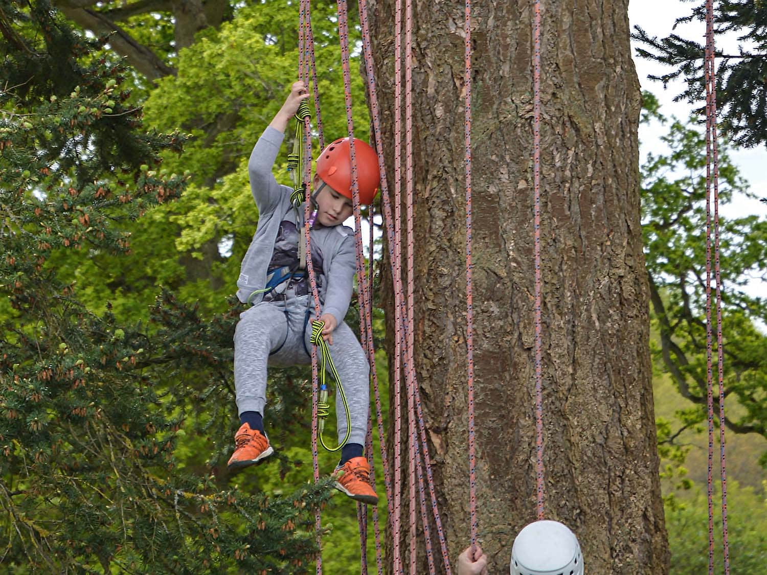 Tree Climbing