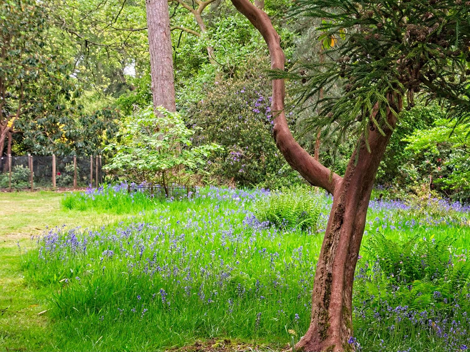 Bluebells in Westonbirt, The National Arboretum