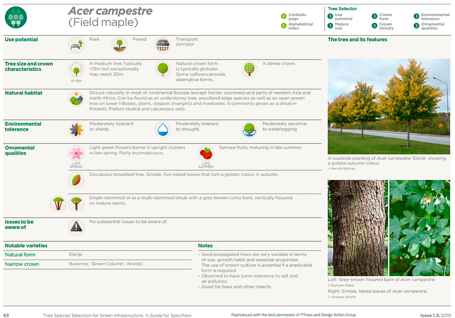 Field maple (Acer campestre)