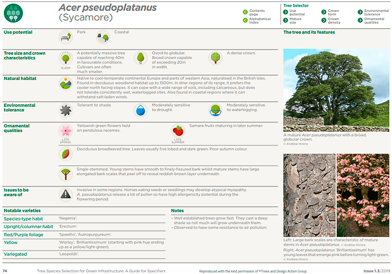 Sycamore (Acer pseudoplatanus)