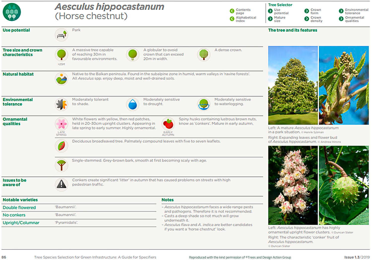 Horse chestnut (Aesculus hippocastanum)