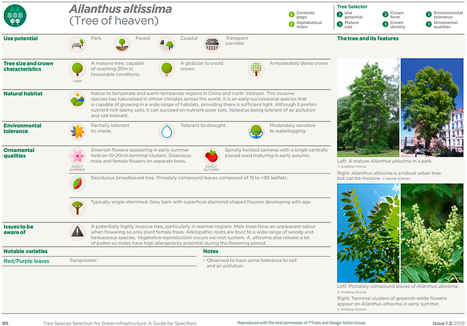 Tree of heaven (Ailanthus altissima)