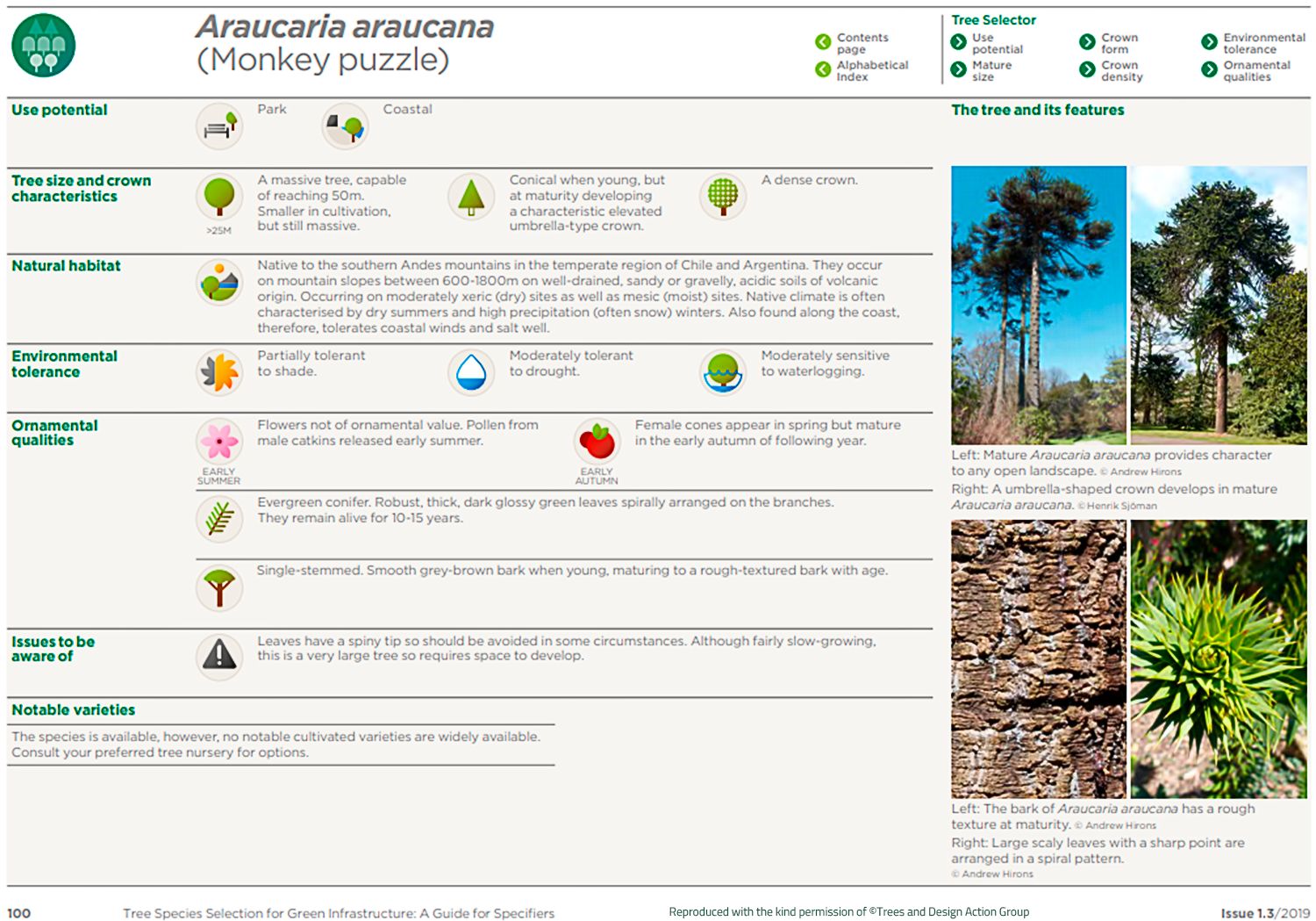 Monkey puzzle (Araucaria araucana)