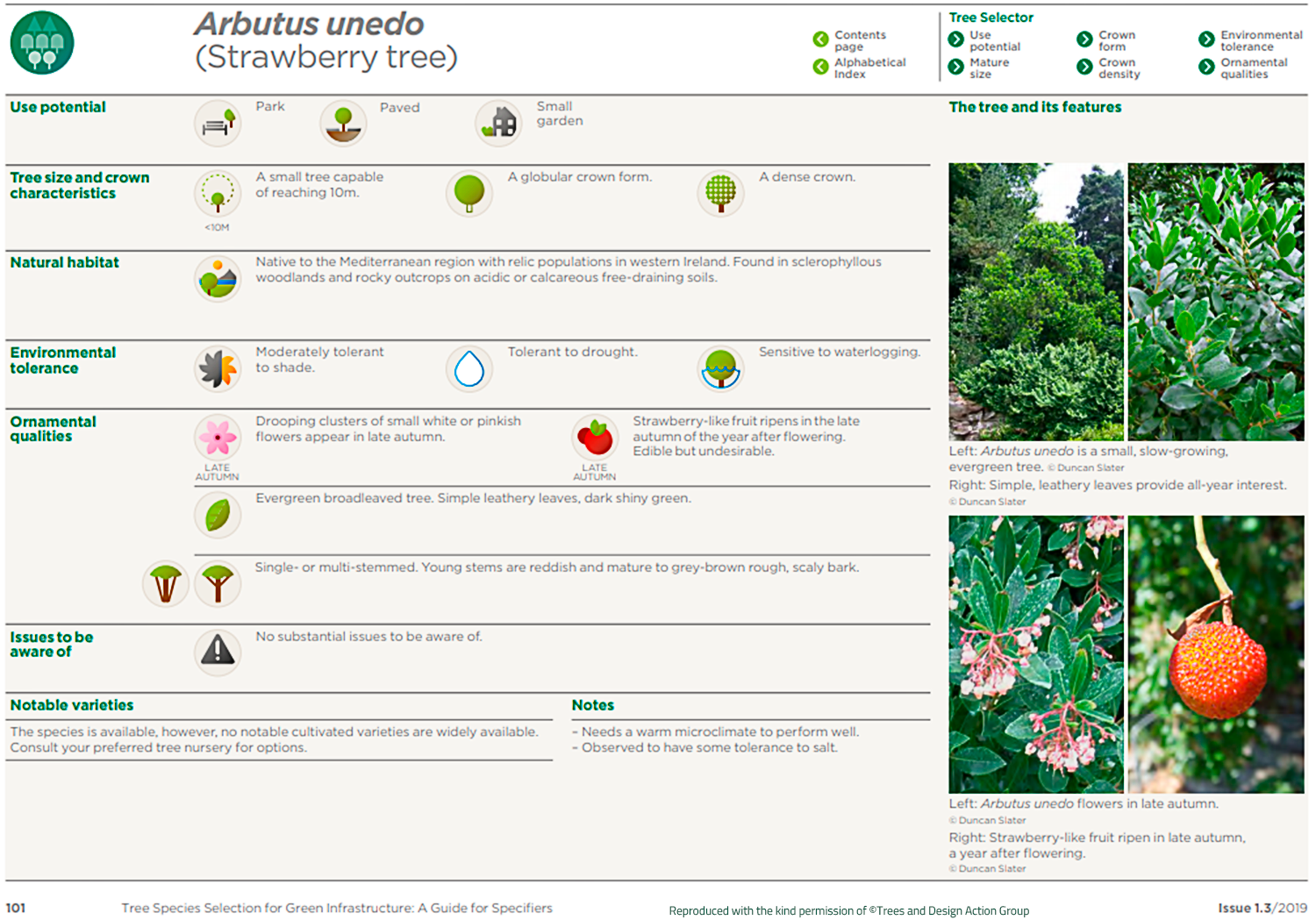 Strawberry tree (Arbutus unedo)