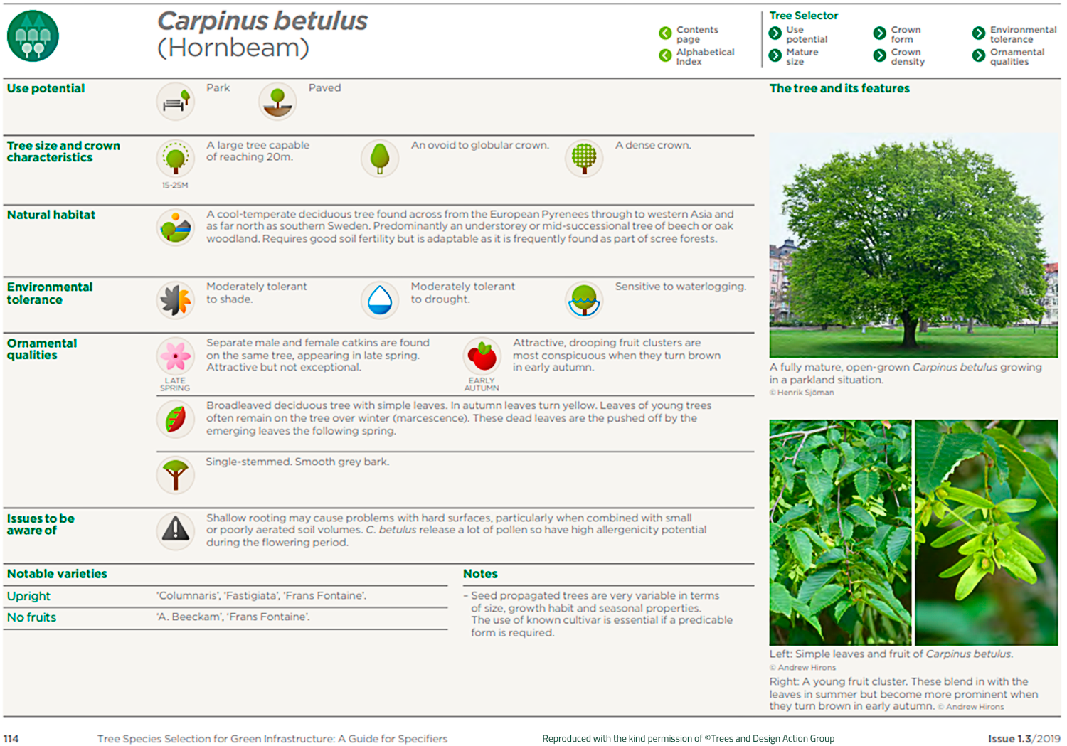 Hornbeam (Carpinus betulus)