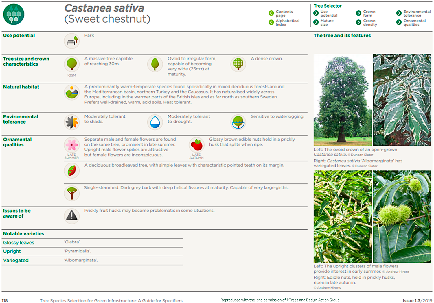 Sweet chestnut (Castanea sativa)