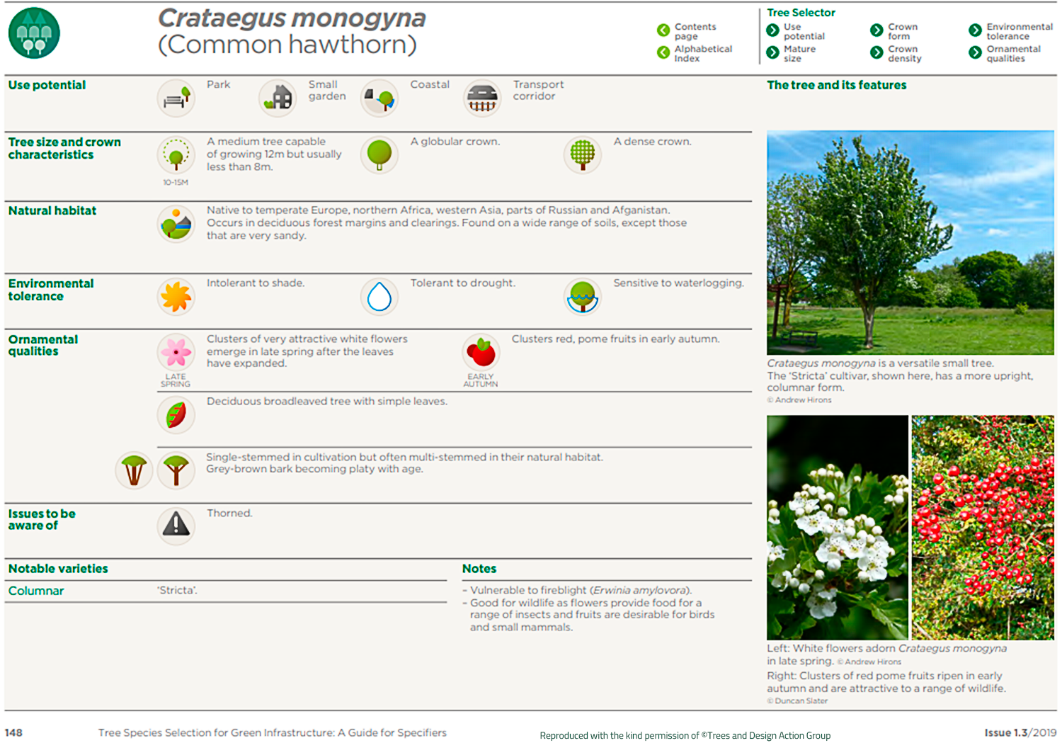 Common hawthorn (Crataegus monogyna)