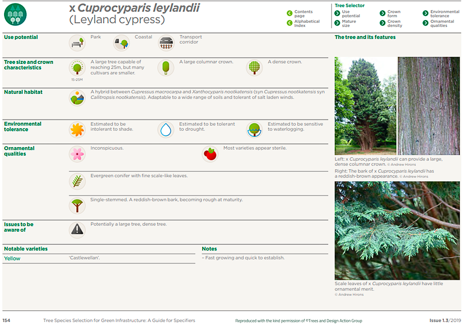 Leyland cypress (X Cuprocyparis leylandii)