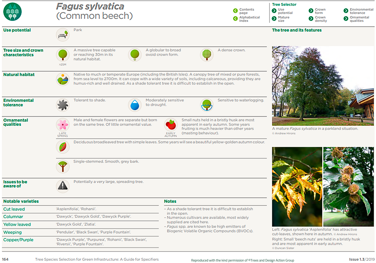 Common beech (Fagus sylvatica)